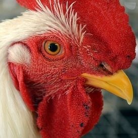 INGHAM'S CHICKEN FLOAT FALLS FLAT
