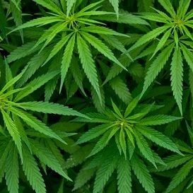 FIRST AUSTRALIAN MEDICAL MARIJUANA TRIAL ANNOUNCED