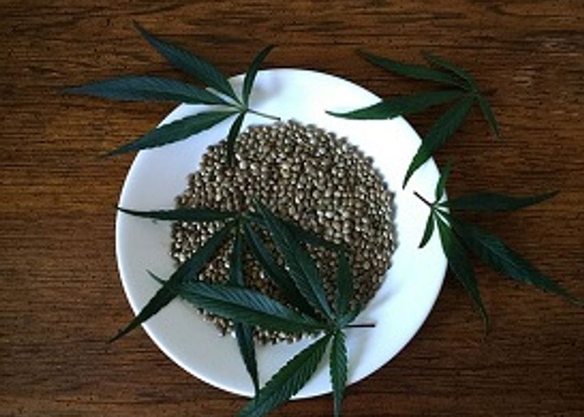 HEMP ON THE MENU FOLLOWING GOVERNMENT SIGN-OFF