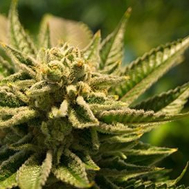 CANNABIS COMPANY SHARES DOUBLE AFTER FIRST DAY OF TRADE