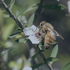 EVE DIPS INTO HEMP HONEY THROUGH LATEST ACQUISITION