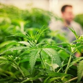 CANNABIS COMPANY SECURES PERMITS FOR NEW PLANTS TO BEGIN CULTIVATION