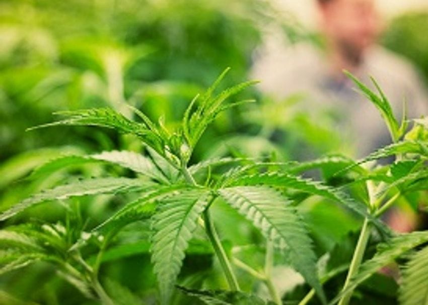 CANNABIS COMPANY SECURES PERMITS FOR NEW PLANTS TO BEGIN CULTIVATION