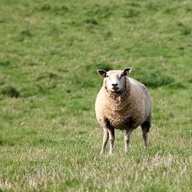BRISBANE LAWYERS TAKE PATENTED ANIMAL PAINKILLER TO THE WORLD