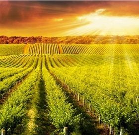 SOUTH AUSTRALIAN START UP BUILDING SOFTWARE TO IMPROVE FARM SAFETY
