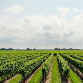 PIONEERING AUSTRALIAN WINE MAKING ITS WAY TO CHINA