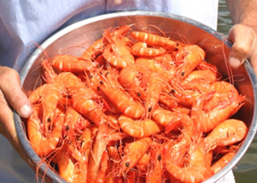 QUEENSLAND PRAWN INDUSTRY AFFECTED BY ANOTHER WHITE-SPOT DETECTION