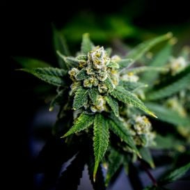 Sydney scientists get green light to sell cannabis products