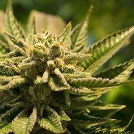 Cannabis producer signs wholesale deal with Priceline owner