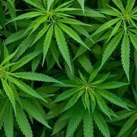MGC Pharma launches new range of hemp-infused nutraceutical products