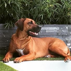 CannPal primed to test flagship cannabis pain relief drug for animals