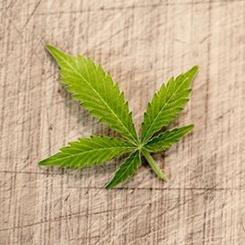 QBL reveals major cannabis product distribution scheme