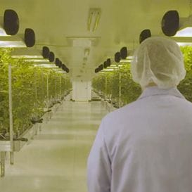 Cannabis producers MMJ make seven figure investment in online access portal for medicinal cannabis