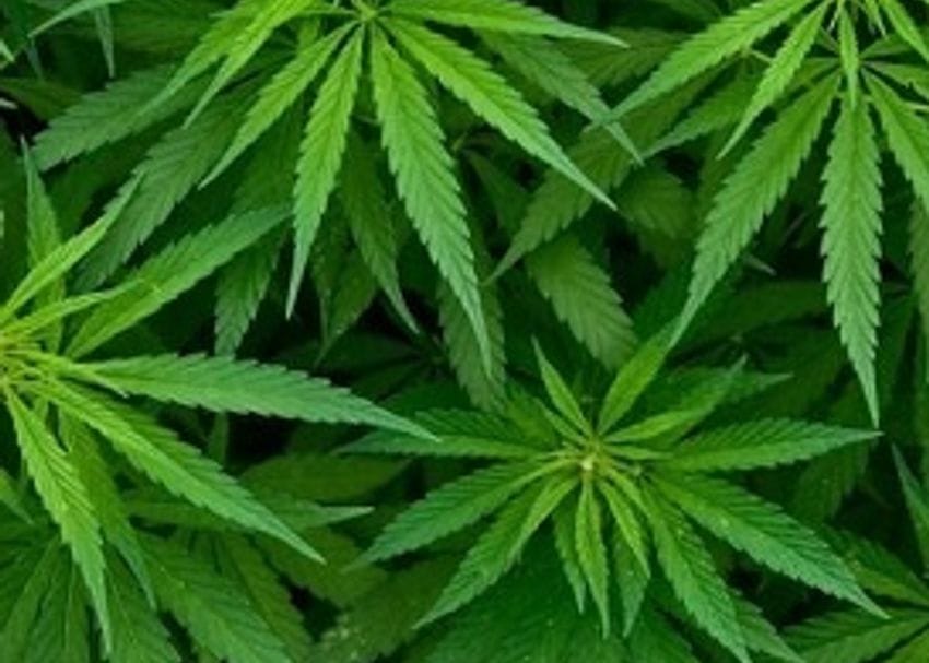 MGC Pharmaceuticals expands cannabis production overseas with new facility in Malta
