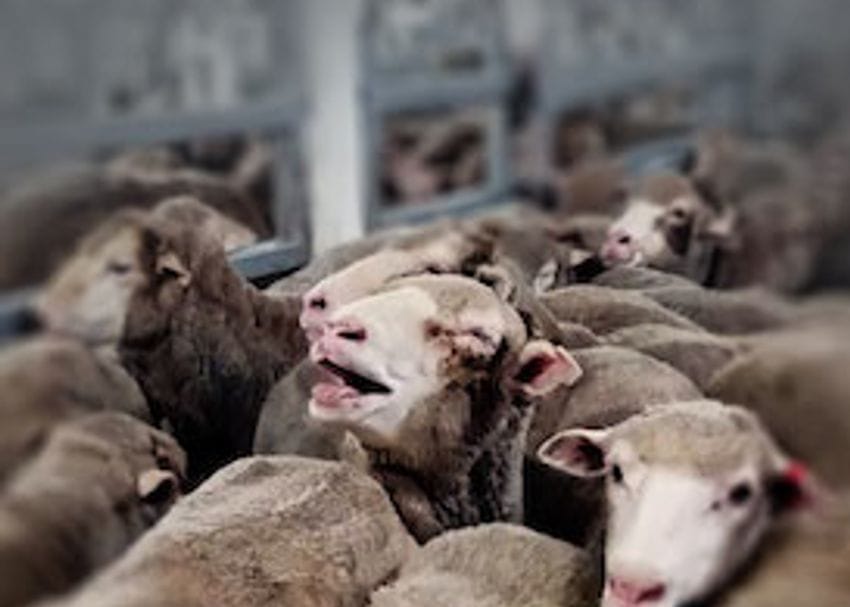 There is little to be proud of in the wake of the live export controversy