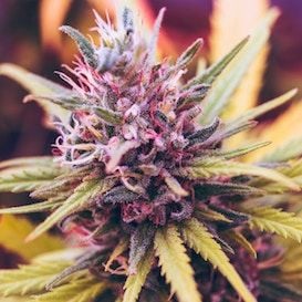 Zelda Therapeutics makes significant progress in medicinal cannabis research programs
