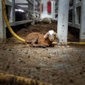 Federal Labor calls for an end to live sheep exports