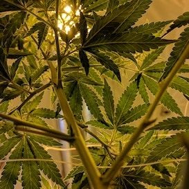 MGC Pharma launches new cannabidiol skincare product