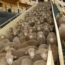 Liberal MPs to pursue a bill to phase out live export trade