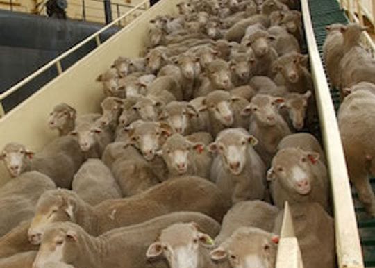 Liberal MPs to pursue a bill to phase out live export trade