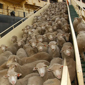 Littleproud's call dubbed "lily-livered" as live exports continue through hot Middle Eastern summer