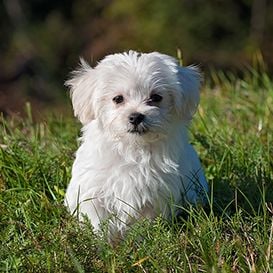 National Vet Care hit on the snout after downgrade