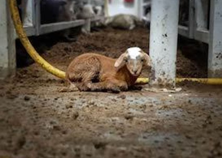 "Bullshit": despite suspension, Emanuel Exports continues with live export of sheep