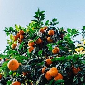 China falls head over heels in love for South Australian oranges