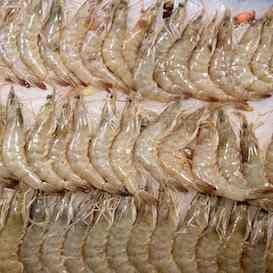 Qld fishers launch class action at federal government over White Spot outbreak