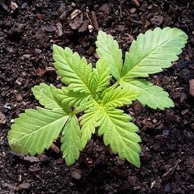 YPB signs deal to develop global authentication standard for legal cannabis
