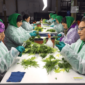 AusCann cannabinoid medicines one step closer to market