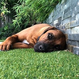 CannPal steps up testing of cannabis drug for pets