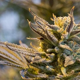Zelda secures partnership to crack the German medicinal cannabis market