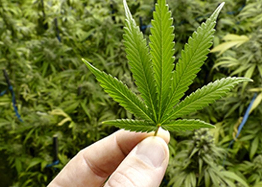 Medlab given green light to export cannabis
