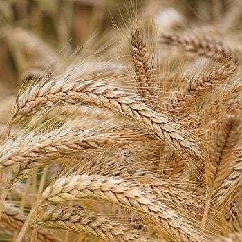 GrainCorp receives $2.4b takeover offer