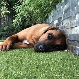 CannPal to file with FDA after positive and "surprising" results for cannabis pet medicine