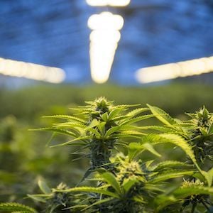 Althea hopes to be one of the first to supply the UK with medicinal cannabis