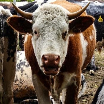 Australian Ag Co expects "extreme losses" from unprecedented floods