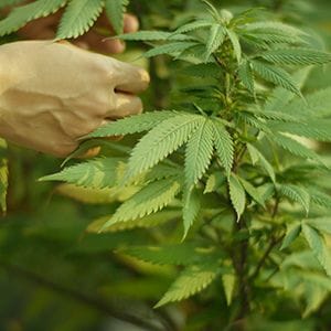 Zelda strikes up partnership to break into US medicinal cannabis market