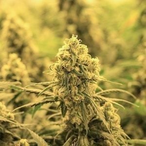 CropLogic secures growing licence for major US hemp state