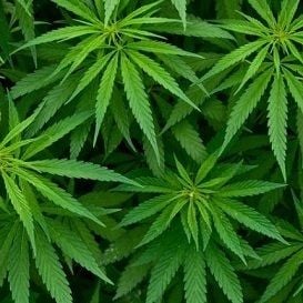MGC Pharma secures Chinese distribution agreement for CBD based products