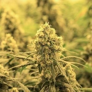 Sales slide for Australia's largest listed cannabis company