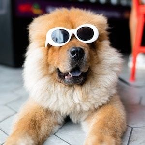 Elixinol secures stake in US CBD pet products business