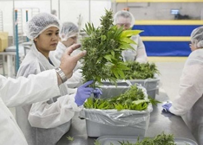 Australia the world's fastest-growing medicinal cannabis market