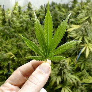 Cann Global reports $3.5 million loss as it prepares to relist