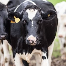 The formula that will take an ASX-listed dairy giant to the next level