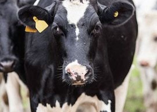 The formula that will take an ASX-listed dairy giant to the next level