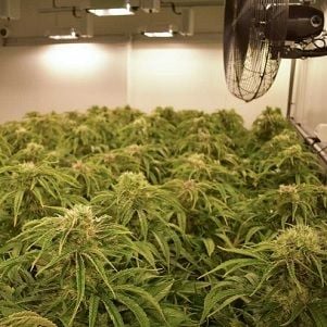 Will Australia become Asia's 'clean green' medicinal cannabis supplier?