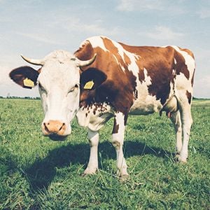 Murray Goulburn settles one of two class actions for $42 million