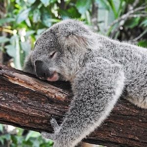 Everyone's a winner baby: domestic Australian tourism alive and kicking